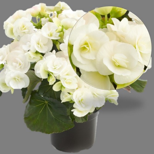 Begonia elatior Ilona Collection 'Clara' - Roosbegoonia Ilona Collection 'Clara'